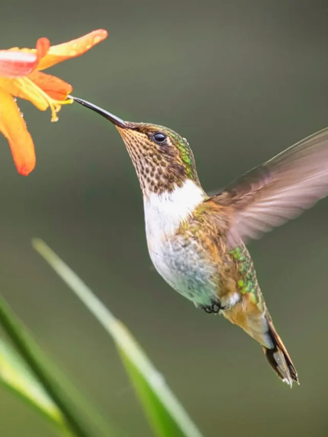 Crabapple Trees: A Hummingbird Magnet for Your Garden